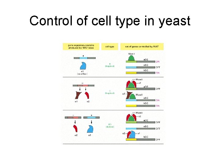 Control of cell type in yeast 