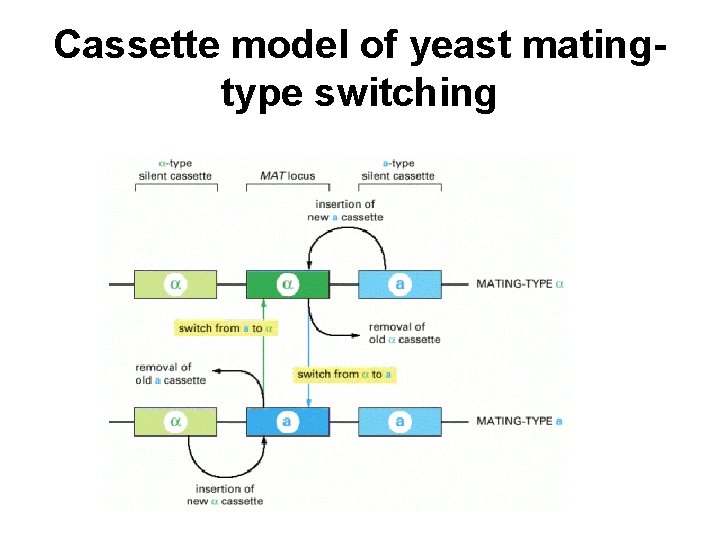 Cassette model of yeast matingtype switching 