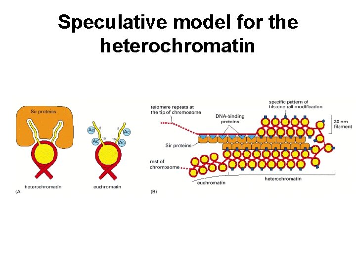 Speculative model for the heterochromatin 