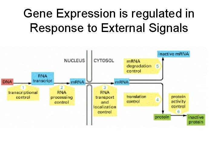 Gene Expression is regulated in Response to External Signals 