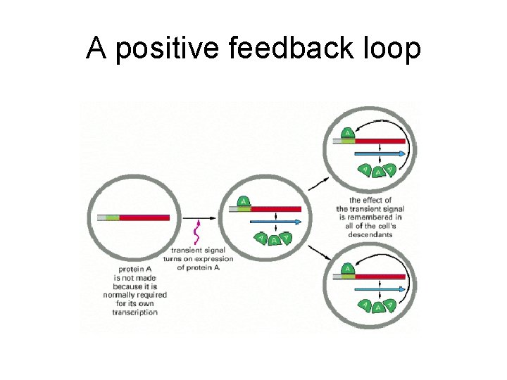 A positive feedback loop 