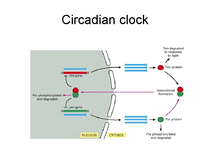 Circadian clock 