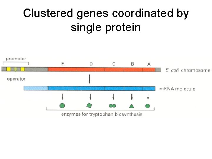 Clustered genes coordinated by single protein 