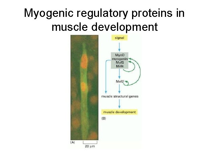 Myogenic regulatory proteins in muscle development 