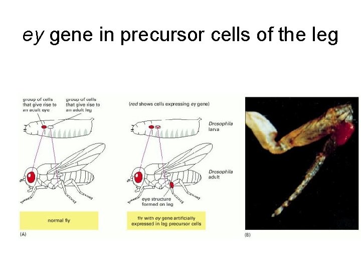 ey gene in precursor cells of the leg 