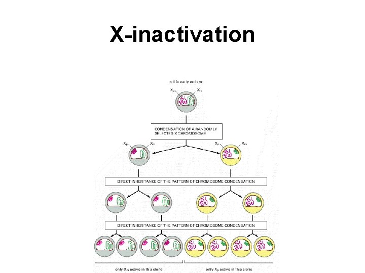 X-inactivation 