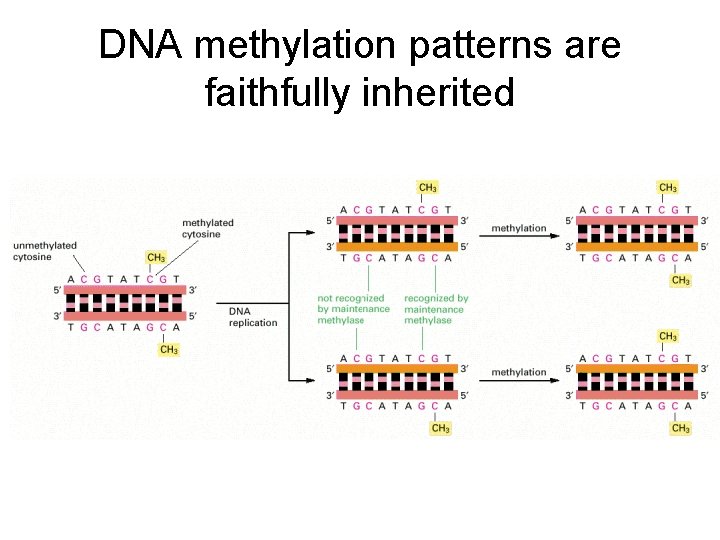 DNA methylation patterns are faithfully inherited 