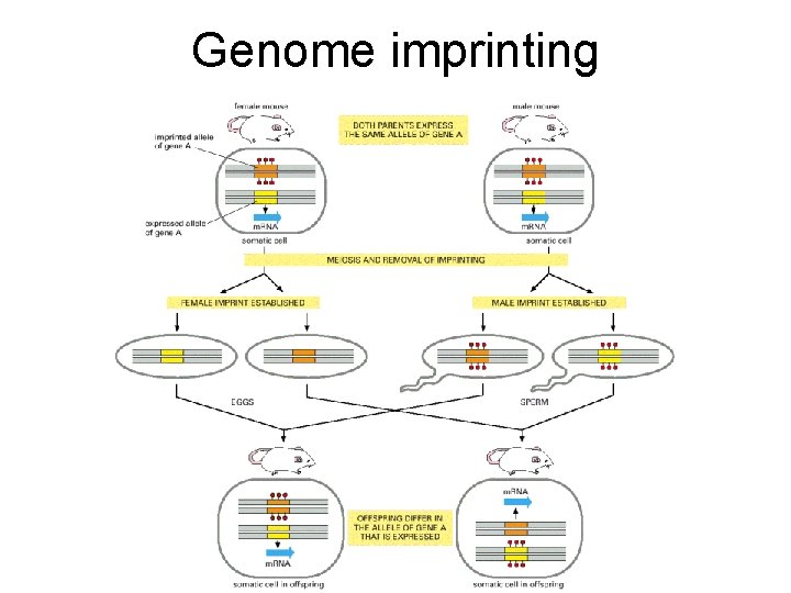 Genome imprinting 