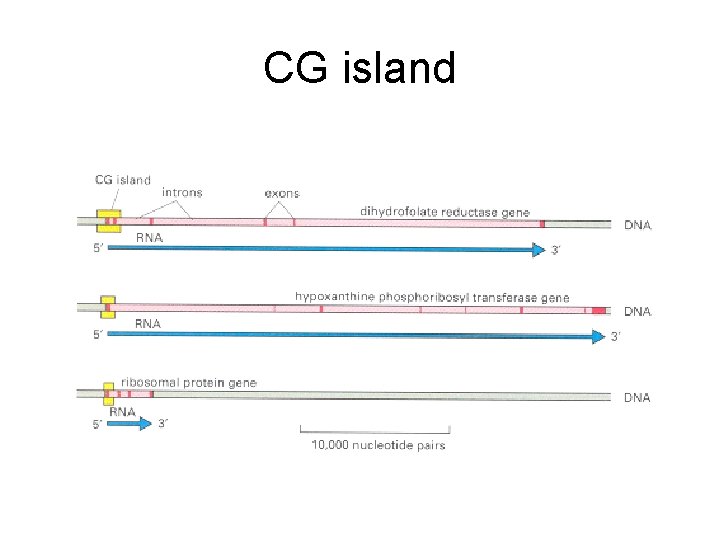 CG island 