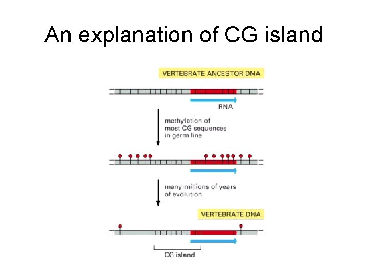 An explanation of CG island 