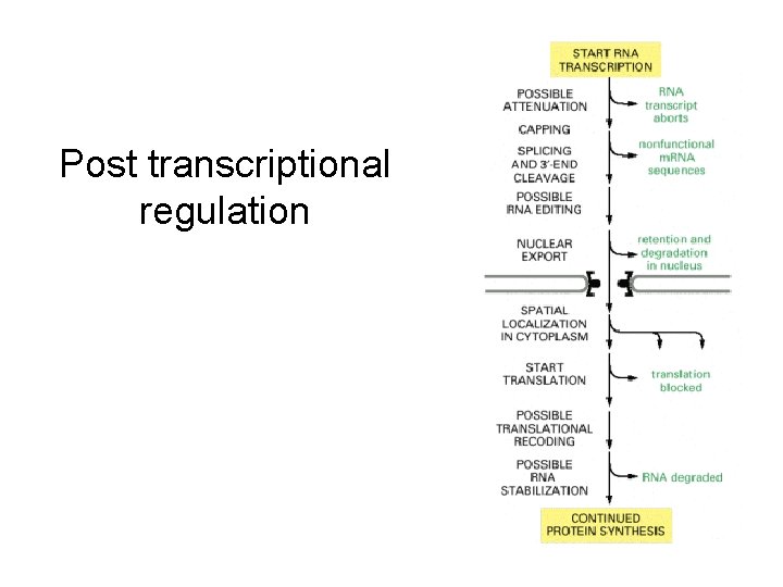 Post transcriptional regulation 