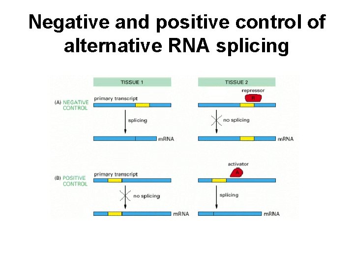 Negative and positive control of alternative RNA splicing 