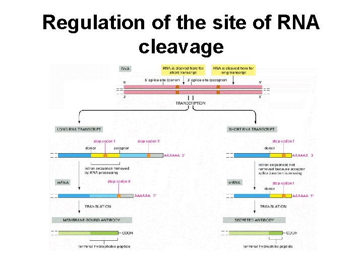 Regulation of the site of RNA cleavage 