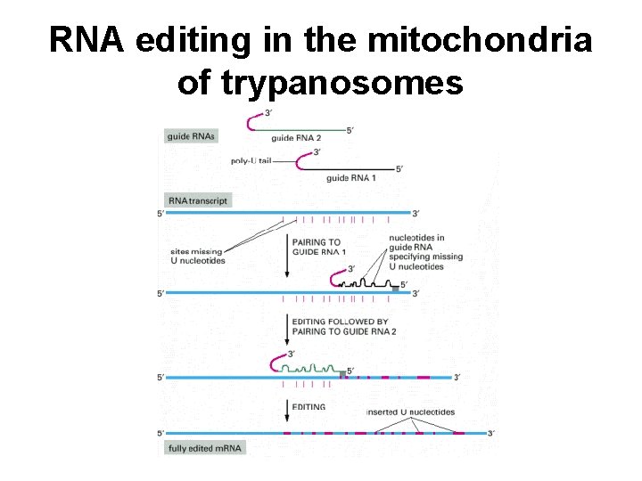 RNA editing in the mitochondria of trypanosomes 