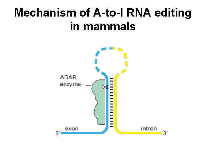 Mechanism of A-to-I RNA editing in mammals 