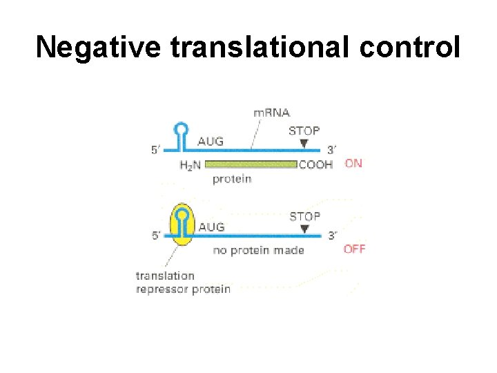 Negative translational control 