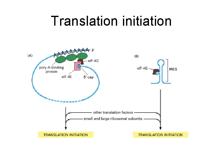 Translation initiation 