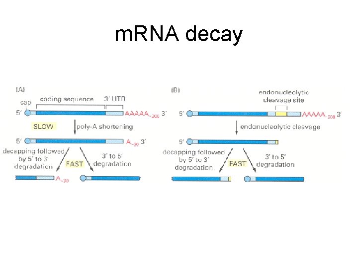 m. RNA decay 