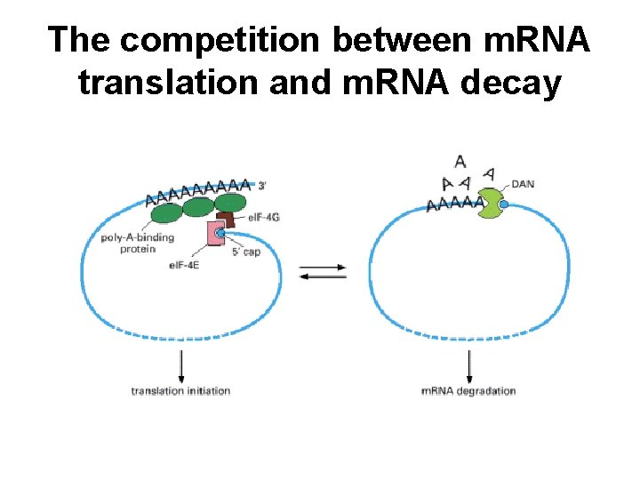 The competition between m. RNA translation and m. RNA decay 