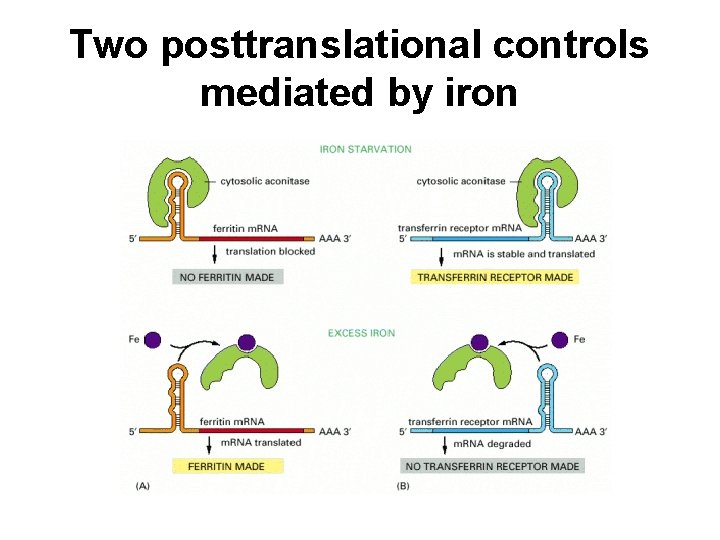 Two posttranslational controls mediated by iron 