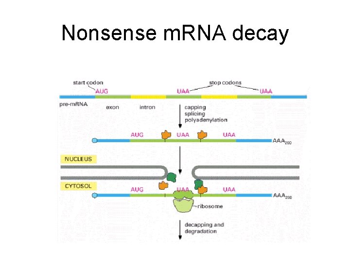 Nonsense m. RNA decay 