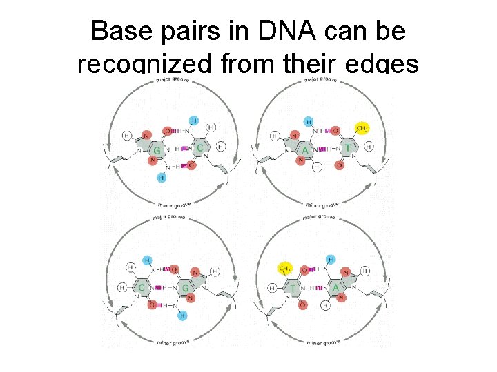 Base pairs in DNA can be recognized from their edges 