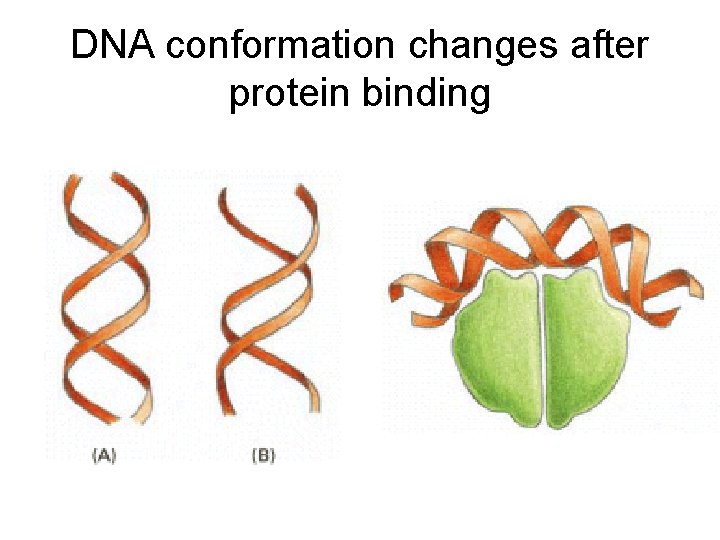 DNA conformation changes after protein binding 