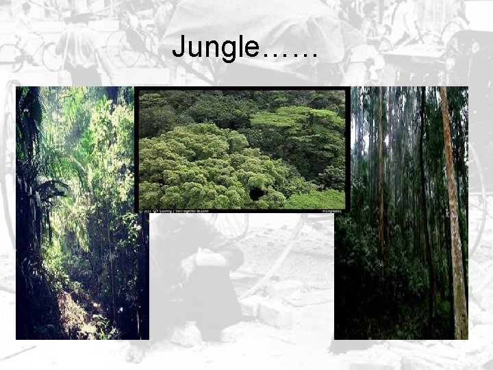 Jungle…… 