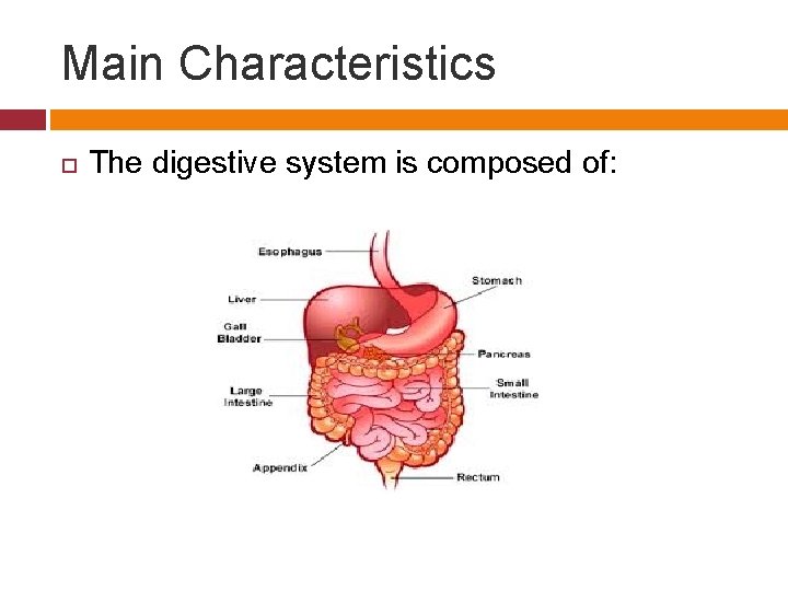 Main Characteristics The digestive system is composed of: 