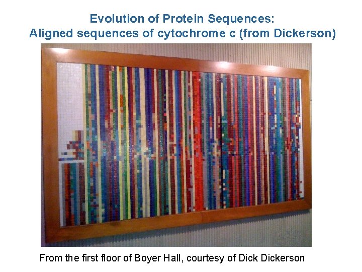 Evolution of Protein Sequences: Aligned sequences of cytochrome c (from Dickerson) From the first