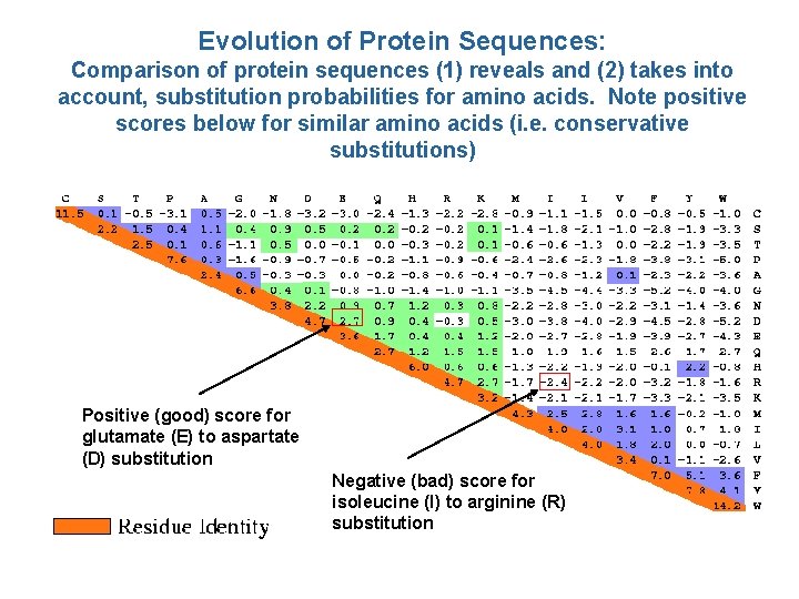 Evolution of Protein Sequences: Comparison of protein sequences (1) reveals and (2) takes into