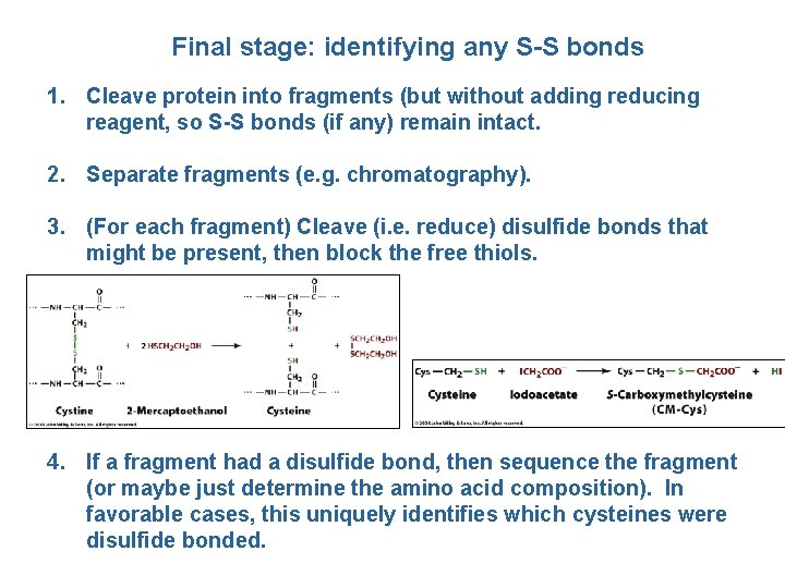 Final stage: identifying any S-S bonds 1. Cleave protein into fragments (but without adding