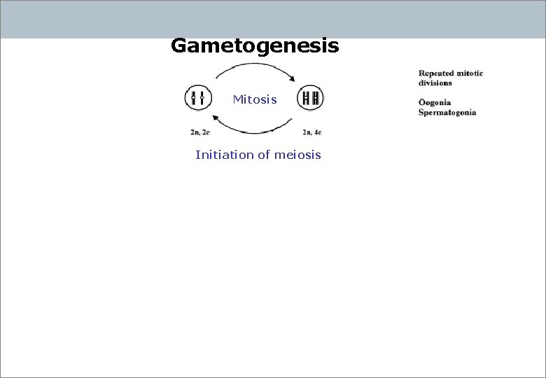 Gametogenesis Mitosis Initiation of meiosis 