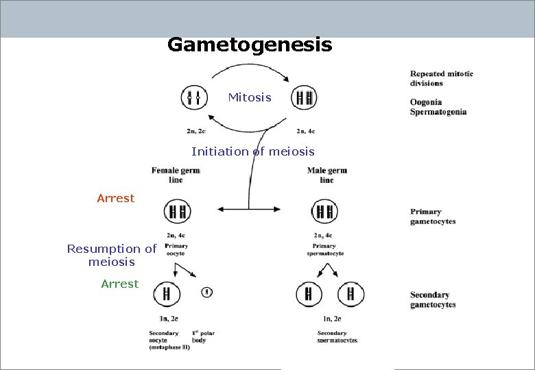 Gametogenesis Mitosis Initiation of meiosis Arrest Resumption of meiosis Arrest 