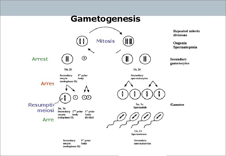 Gametogenesis Mitosis Arrest Resumption of meiosis Arrest Initiation of meiosis 