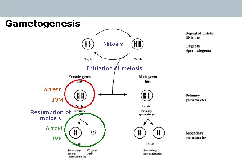 Gametogenesis Mitosis Initiation of meiosis Arrest IVM Resumption of meiosis Arrest IVF 