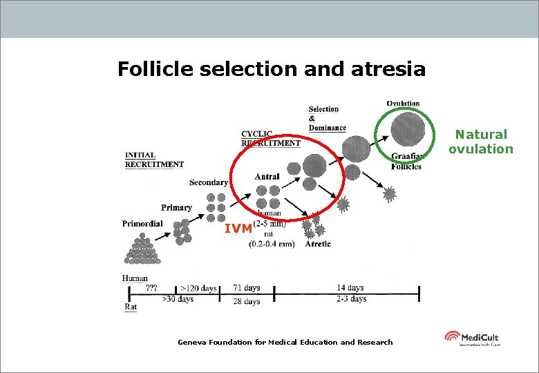 Follicle selection and atresia Natural ovulation IVM Geneva Foundation for Medical Education and Research