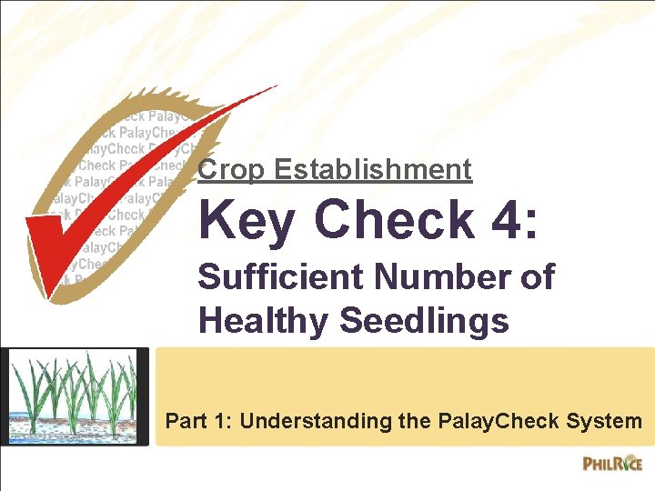 Crop Establishment Key Check 4: Sufficient Number of Healthy Seedlings Part 1: Understanding the