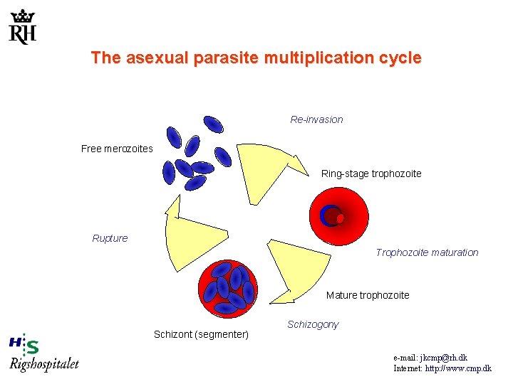 The asexual parasite multiplication cycle Re-invasion Free merozoites Ring-stage trophozoite Rupture Trophozoite maturation Mature