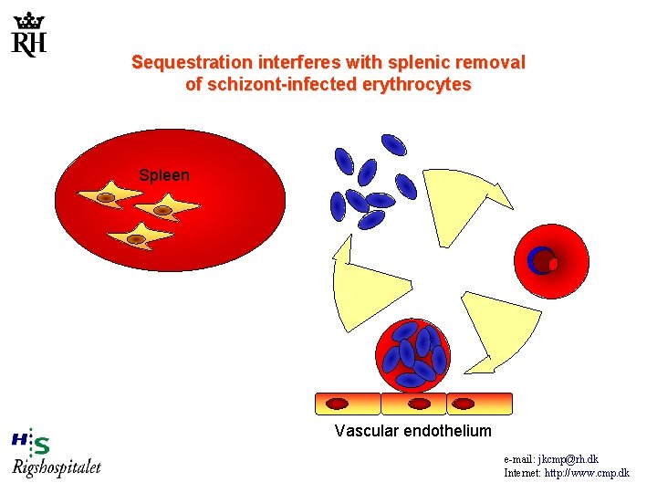 Sequestration interferes with splenic removal of schizont-infected erythrocytes Spleen Vascular endothelium e-mail: jkcmp@rh. dk