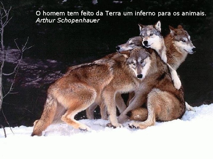 O homem tem feito da Terra um inferno para os animais. Arthur Schopenhauer 