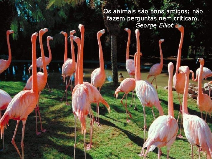 Os animais são bons amigos; não fazem perguntas nem criticam. George Elliot 