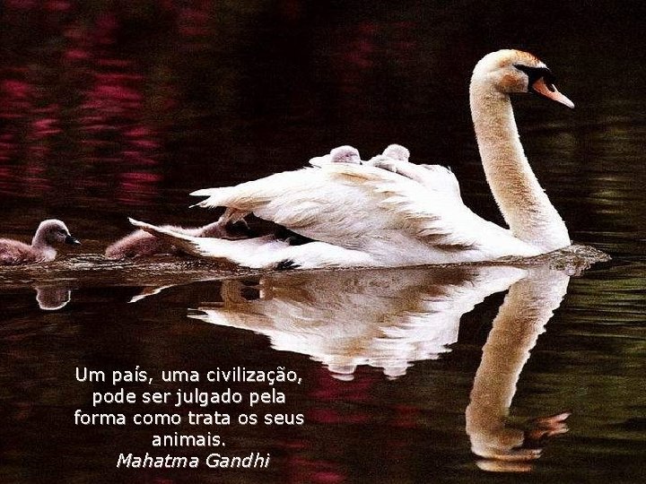 Um país, uma civilização, pode ser julgado pela forma como trata os seus animais.