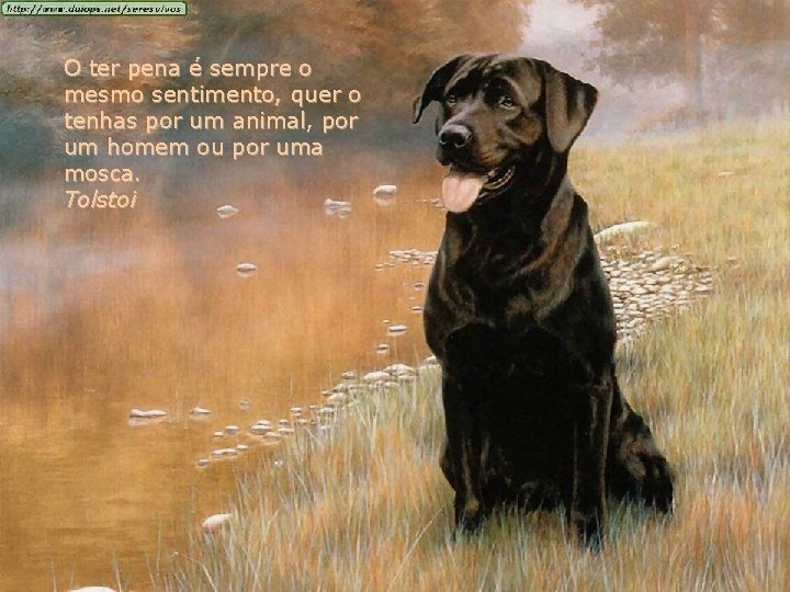 O ter pena é sempre o mesmo sentimento, quer o tenhas por um animal,