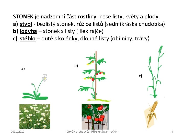 STONEK je nadzemní část rostliny, nese listy, květy a plody: a) stvol - bezlistý