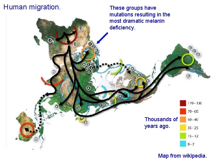 Human migration. These groups have mutations resulting in the most dramatic melanin deficiency. Thousands