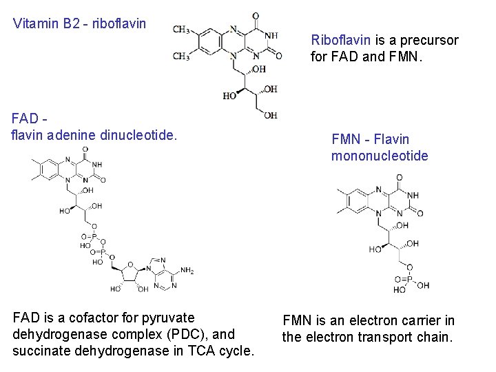 Vitamin B 2 - riboflavin Riboflavin is a precursor for FAD and FMN. FAD