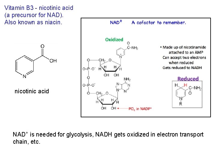 Vitamin B 3 - nicotinic acid (a precursor for NAD). Also known as niacin.