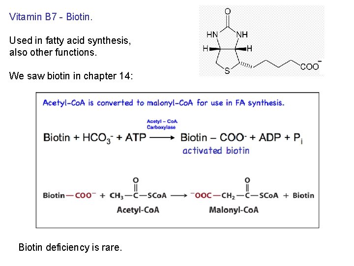 Vitamin B 7 - Biotin. Used in fatty acid synthesis, also other functions. We