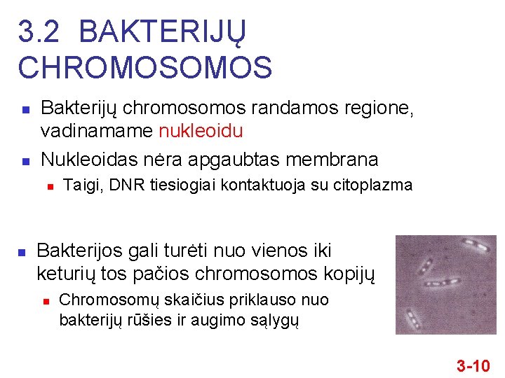 3. 2 BAKTERIJŲ CHROMOS n n Bakterijų chromos randamos regione, vadinamame nukleoidu Nukleoidas nėra